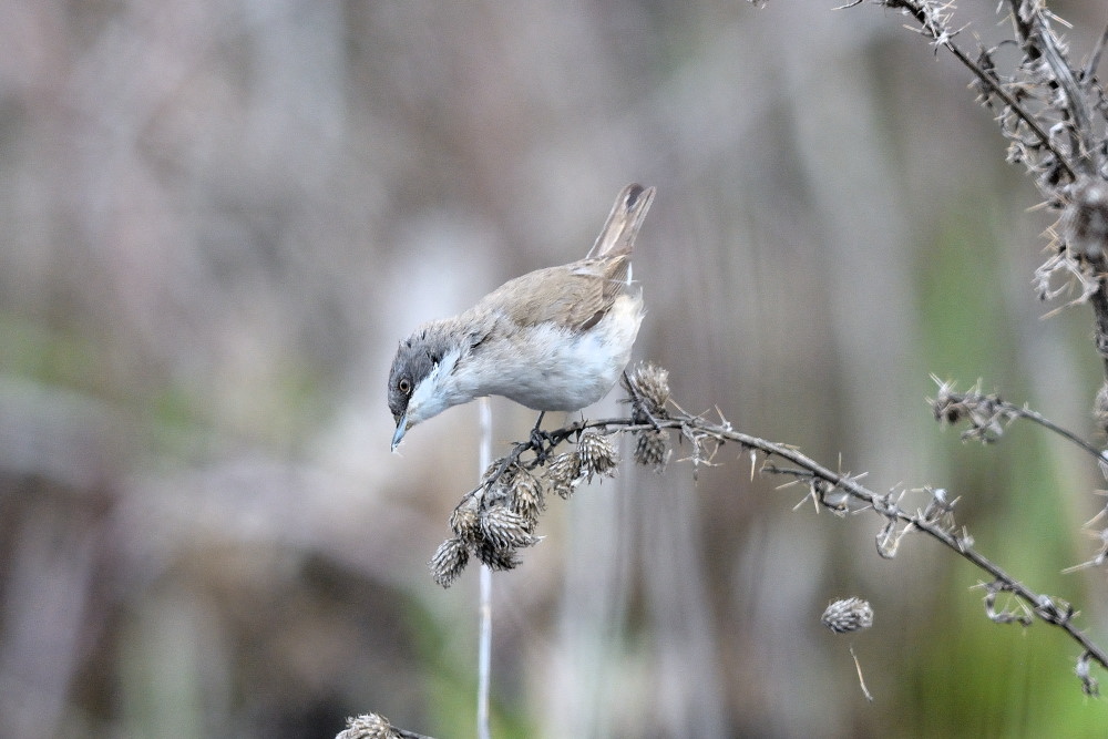 Küçük akgerdanlı ötleğen