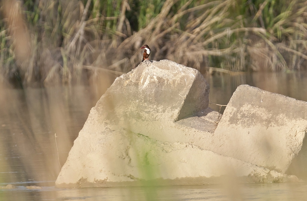 İzmir yalıçapkını
