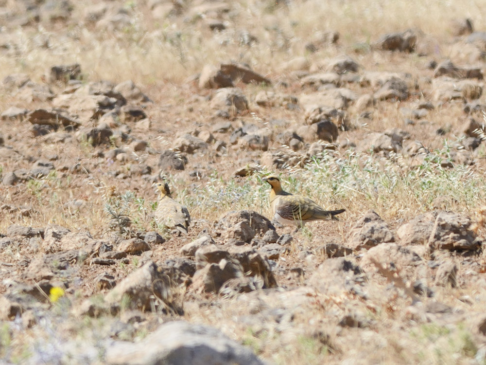 Kılkuyruk bağırtlak