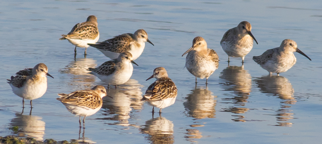 Karakarınlı kumkuşu