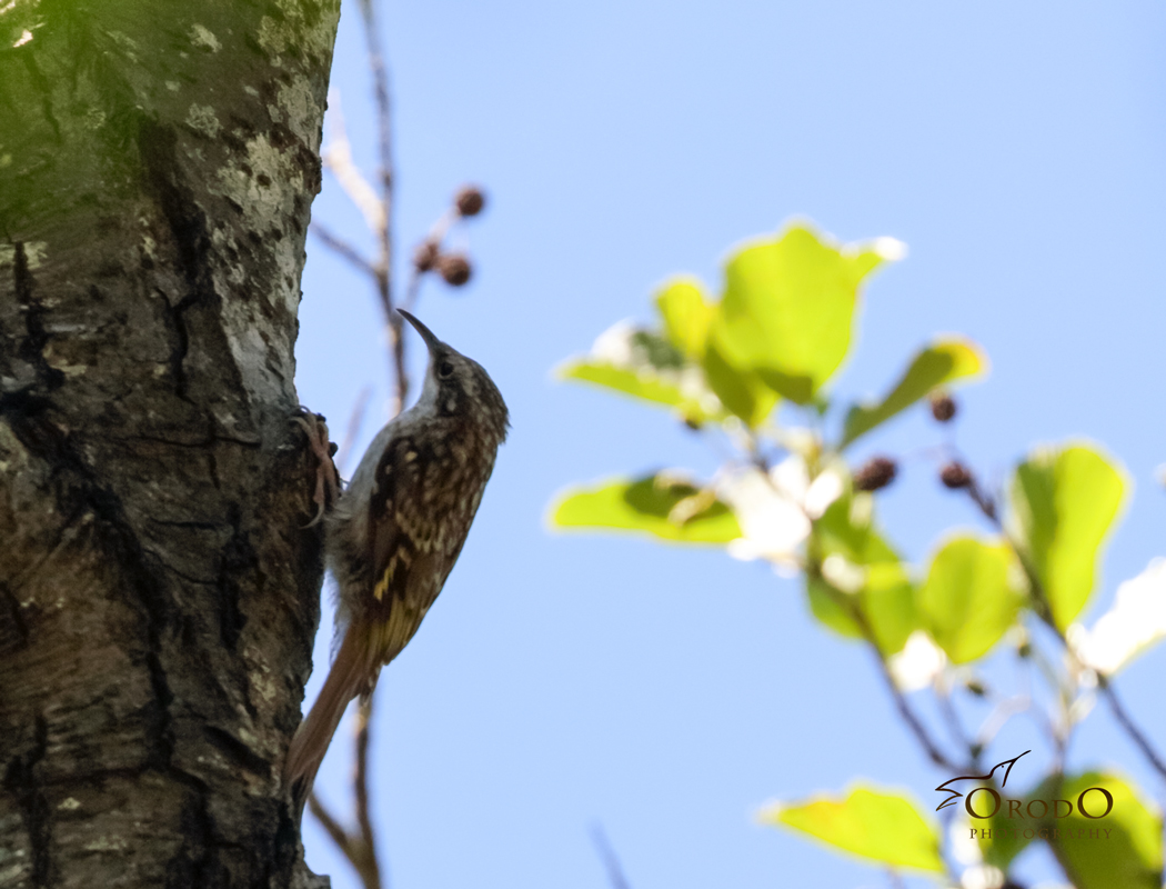 Bahçe tırmaşıkkuşu