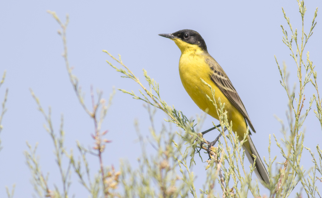 Sarı kuyruksallayan