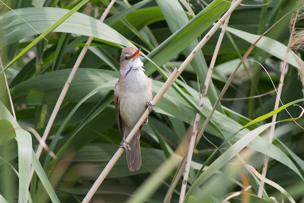 Büyük kamışçın