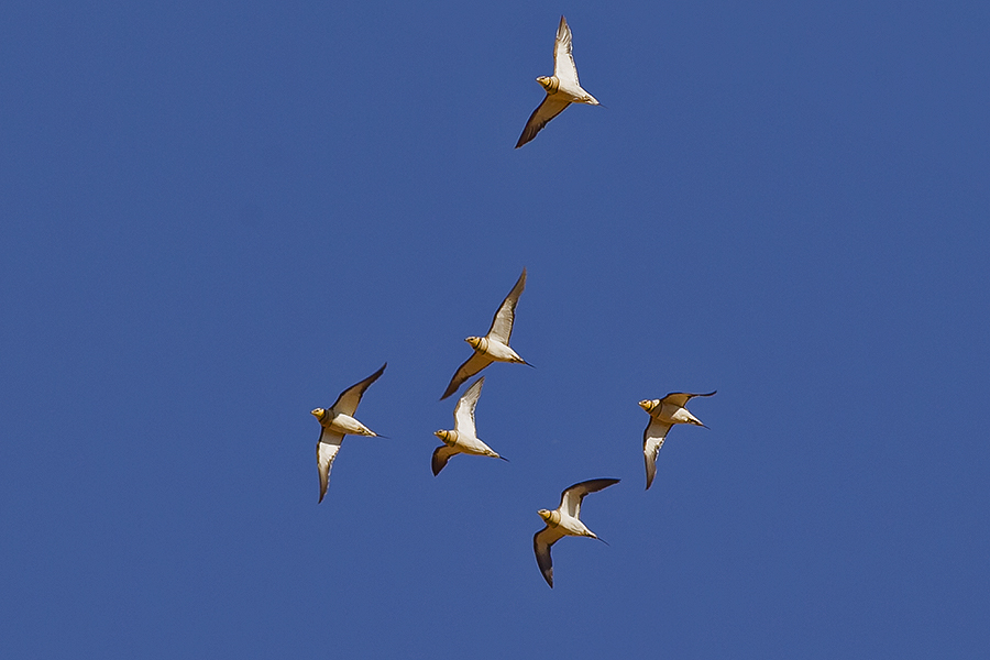 Kılkuyruk bağırtlak