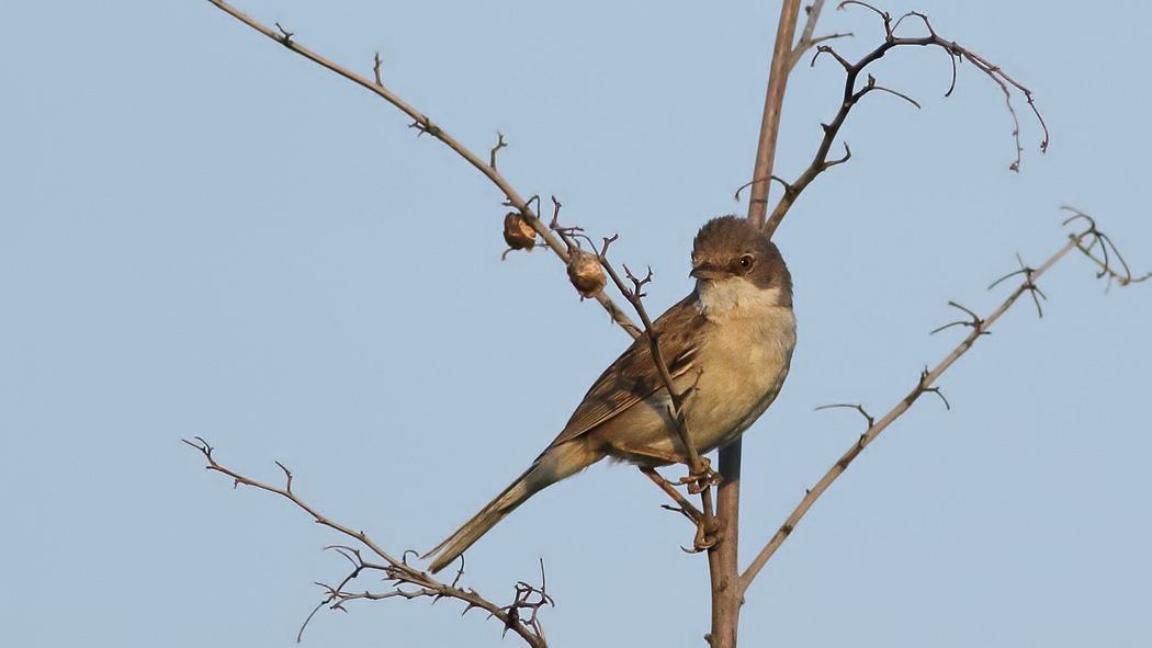 Akgerdanlı ötleğen