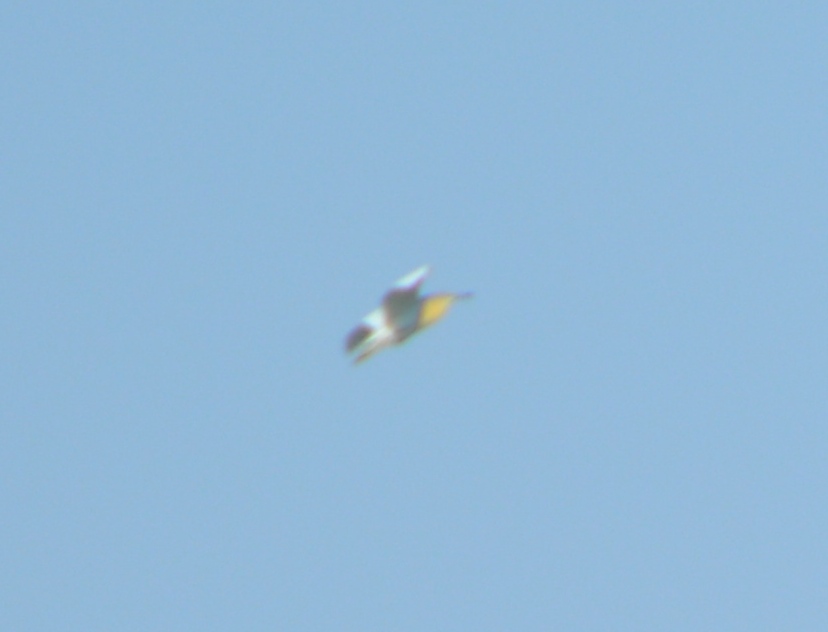 Erguvani balıkçıl