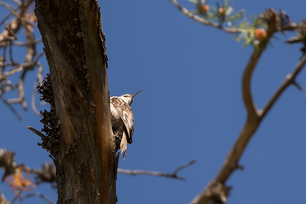 Bahçe tırmaşıkkuşu