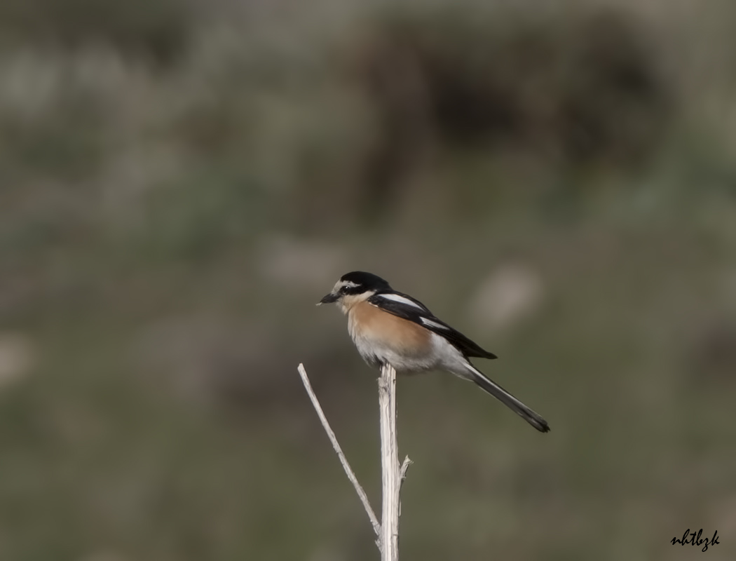 Maskeli örümcekkuşu