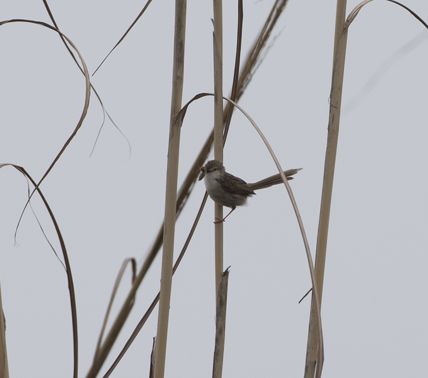 Dikkuyruklu ötleğen