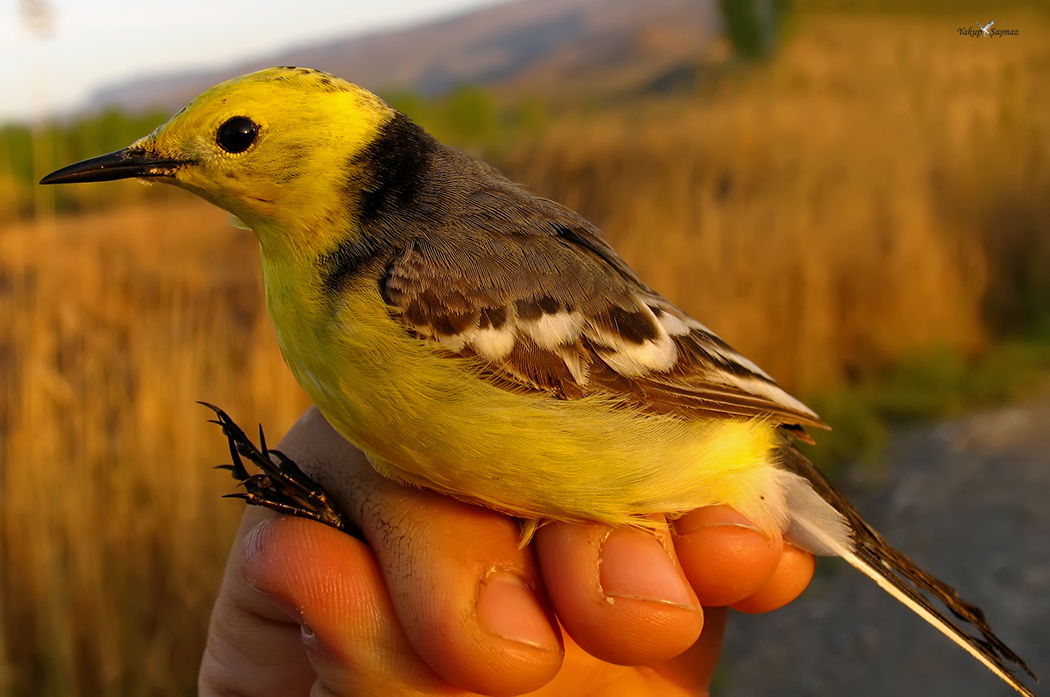 Sarıbaşlı kuyruksallayan