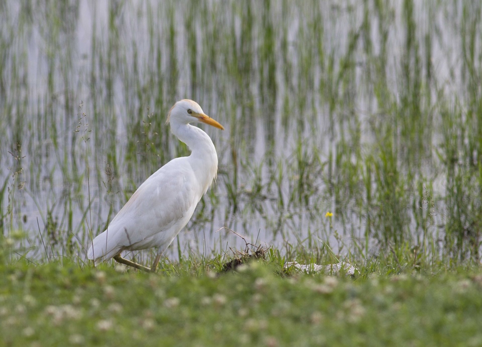 Sığır balıkçılı