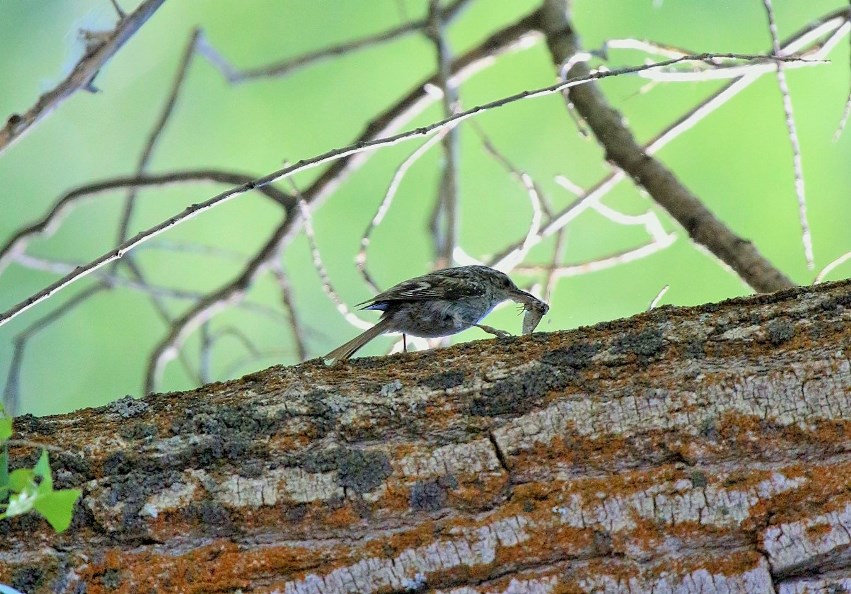 Bahçe tırmaşıkkuşu