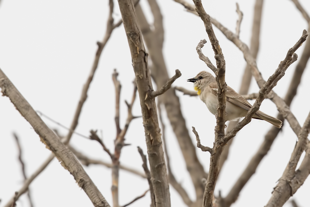 Sarıboğazlı serçe