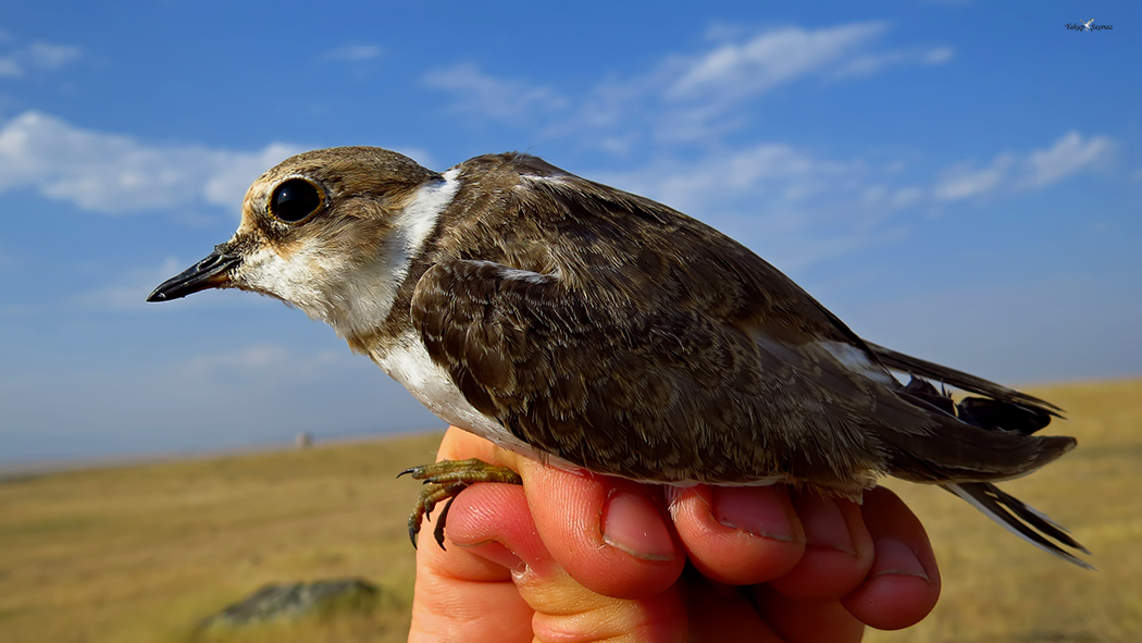 Halkalı küçük cılıbıt