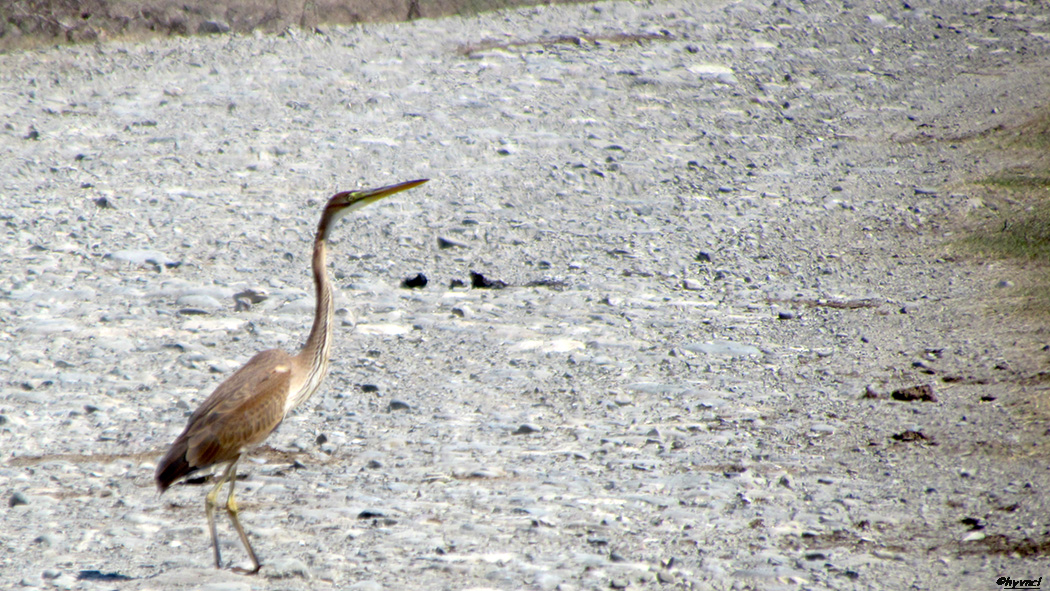 Erguvani balıkçıl