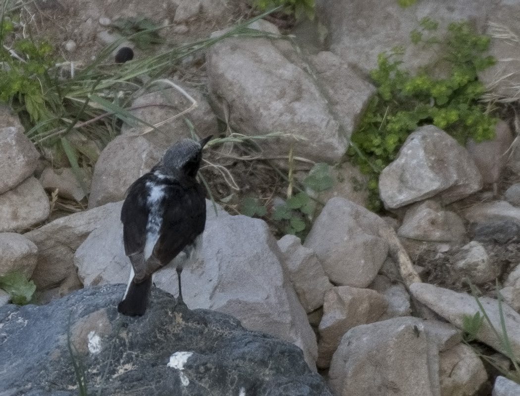 Aksırtlı kuyrukkakan