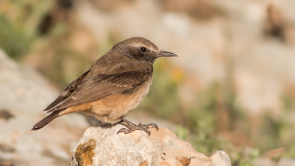 Kızılca kuyrukkakan