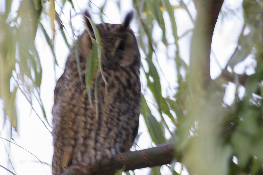 Kulaklı orman baykuşu