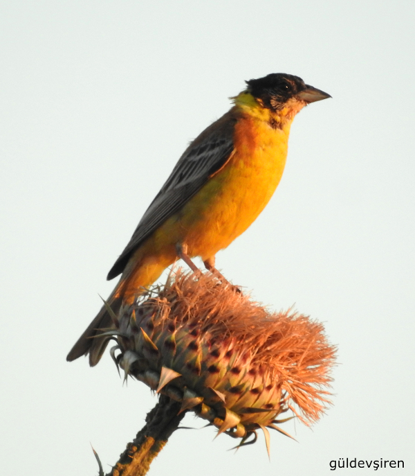 Karabaşlı kirazkuşu