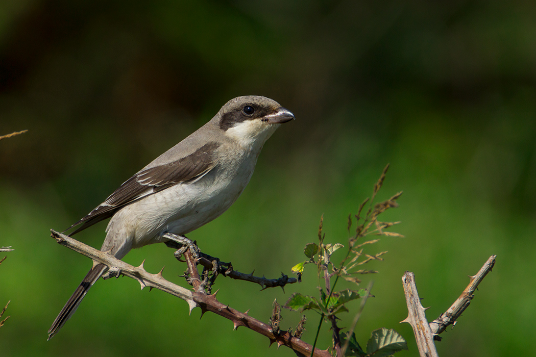 Karaalınlı örümcekkuşu