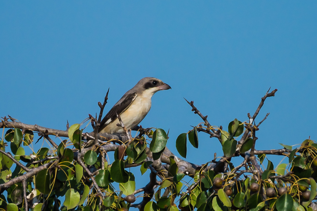 Karaalınlı örümcekkuşu