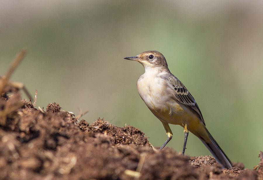 Sarı kuyruksallayan