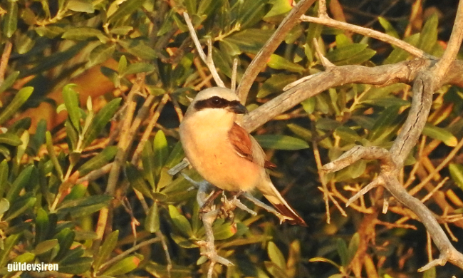 Kızılsırtlı örümcekkuşu