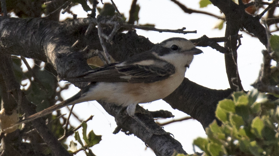 Maskeli örümcekkuşu