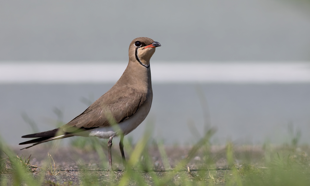 Bataklıkkırlangıcı