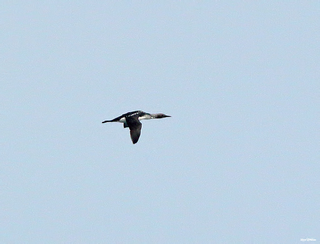 Karagerdanlı dalgıç