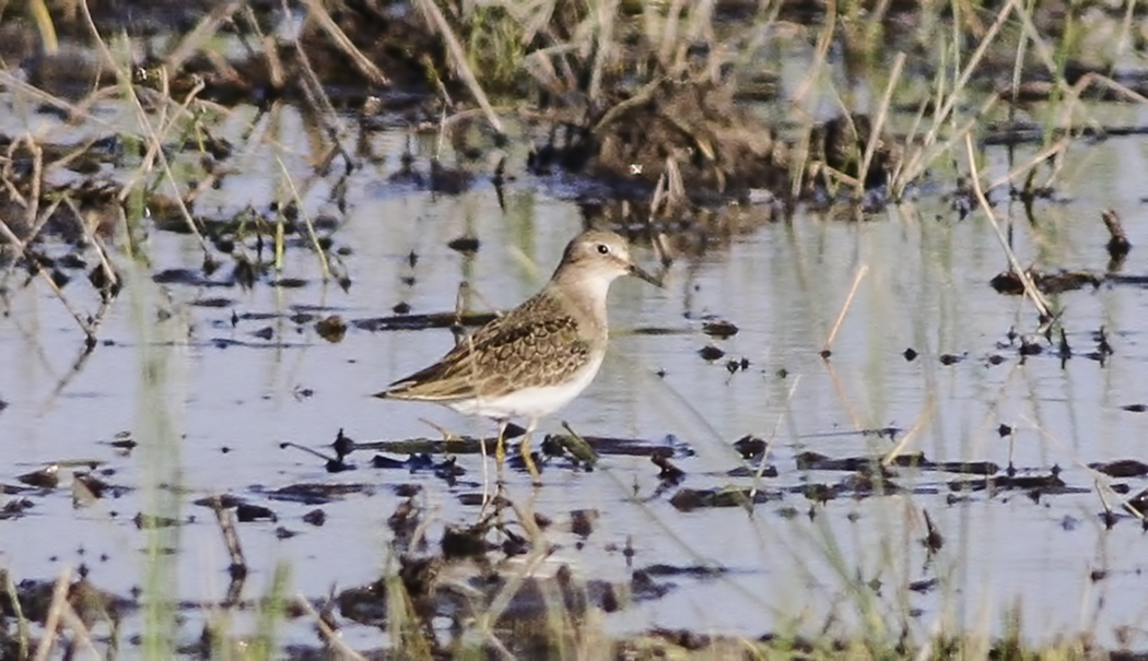 Sarıbacaklı kumkuşu