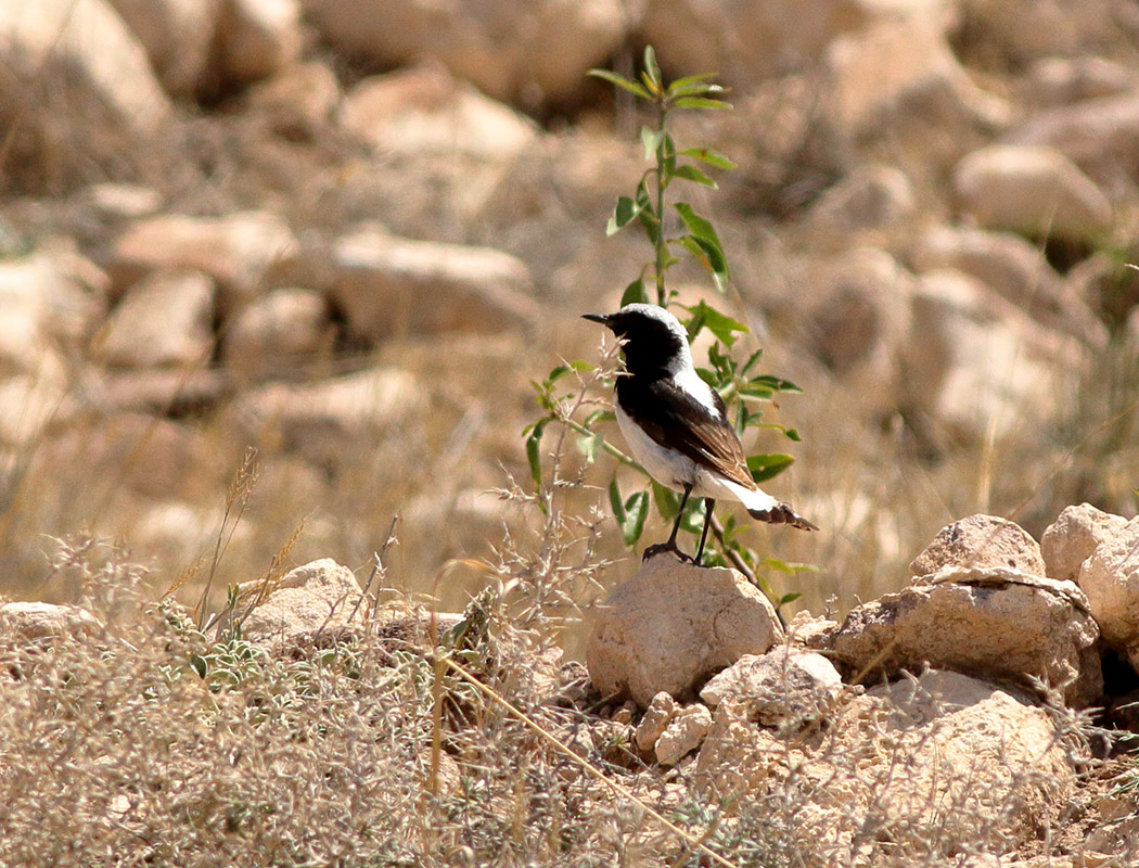 Aksırtlı kuyrukkakan