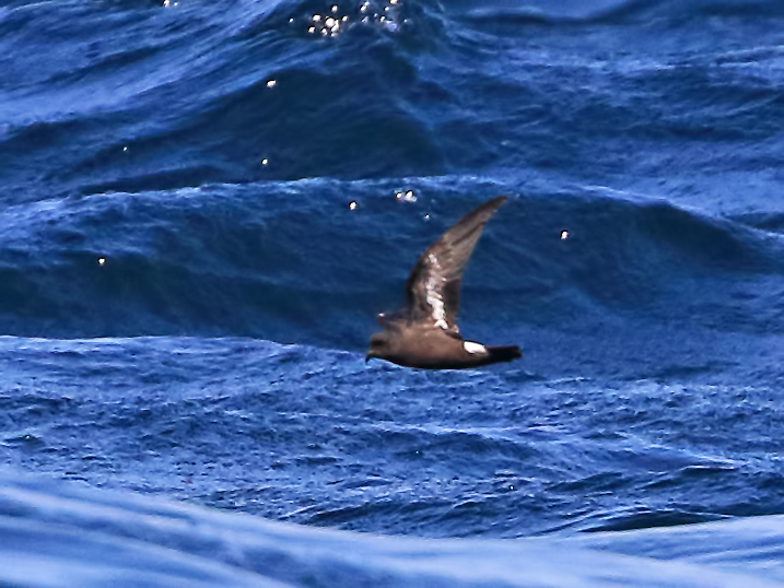 Fırtınakırlangıcı