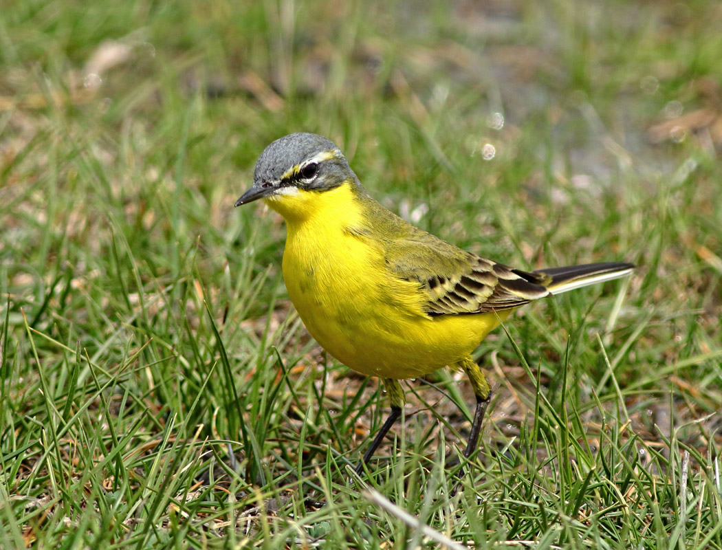 Sarı kuyruksallayan