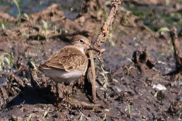 Sarıbacaklı kumkuşu