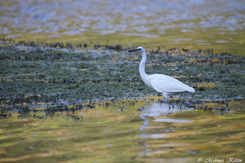 Küçük ak balıkçıl