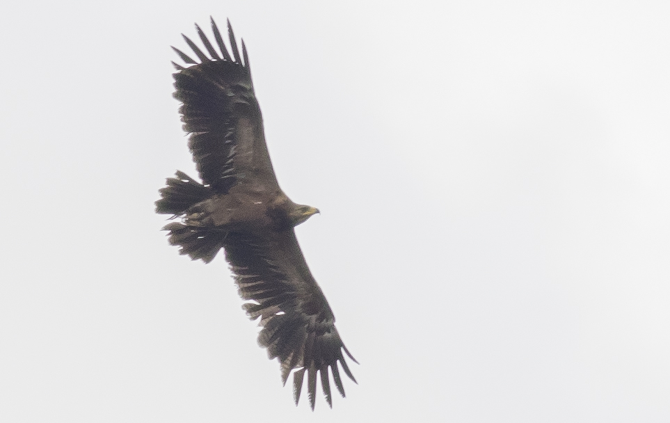 Küçük orman kartalı