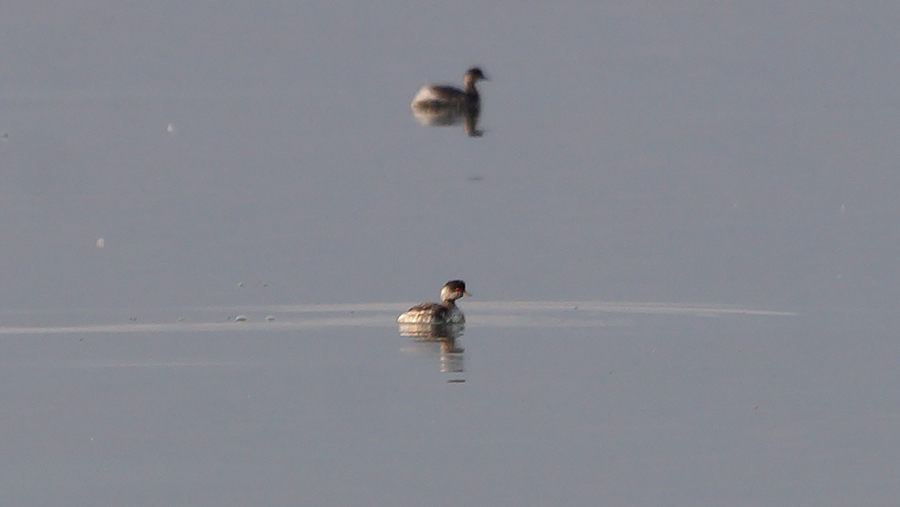 Karaboyunlu batağan