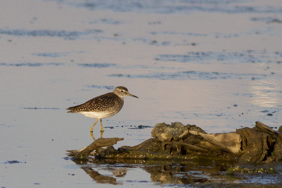 Orman düdükçünü