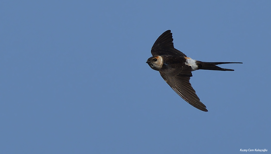 Kızıl kırlangıç