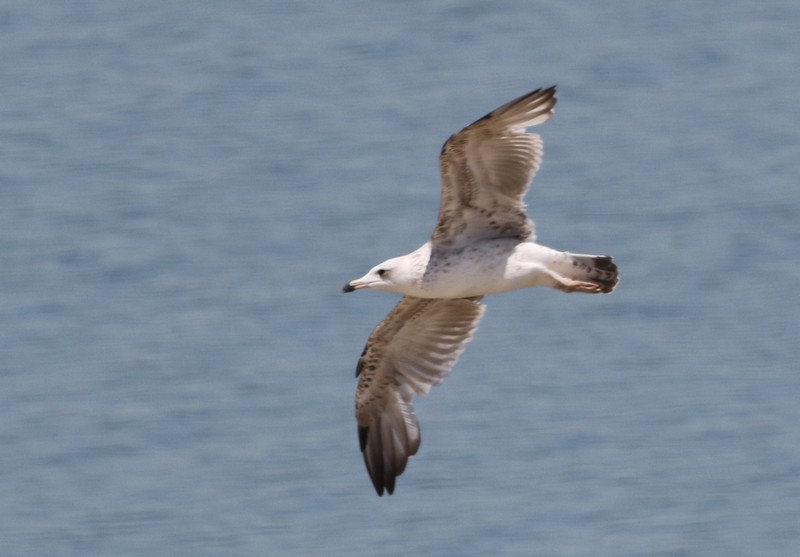 Van gölü martısı