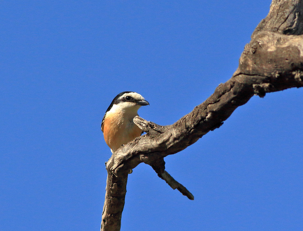 Maskeli örümcekkuşu