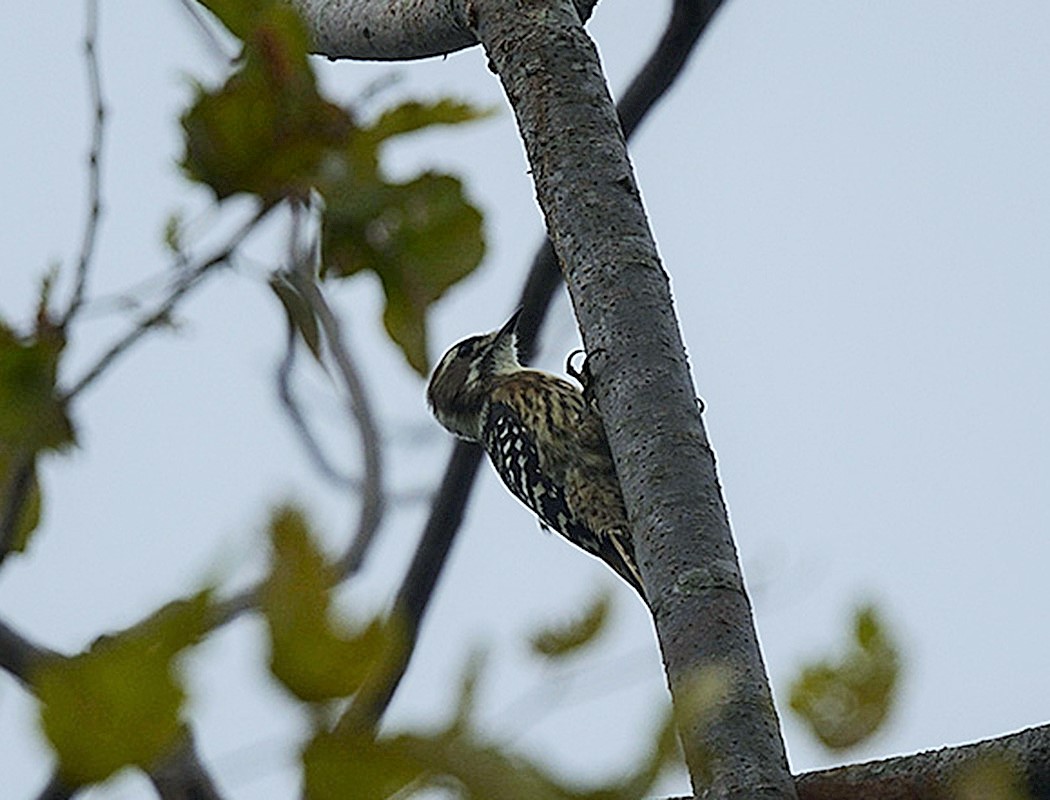Küçük ağaçkakan