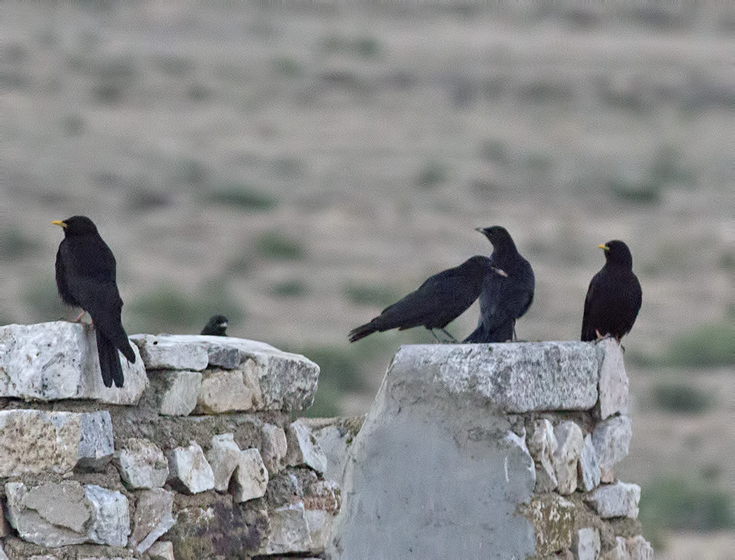 Sarıgagalı dağ kargası