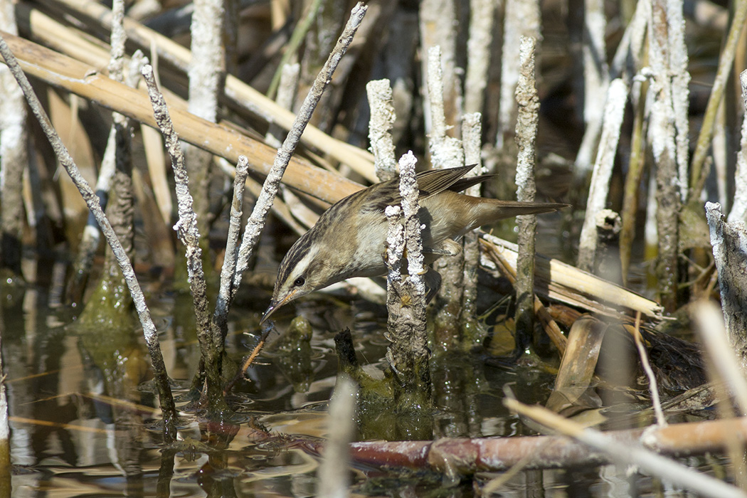 Kındıra kamışçını