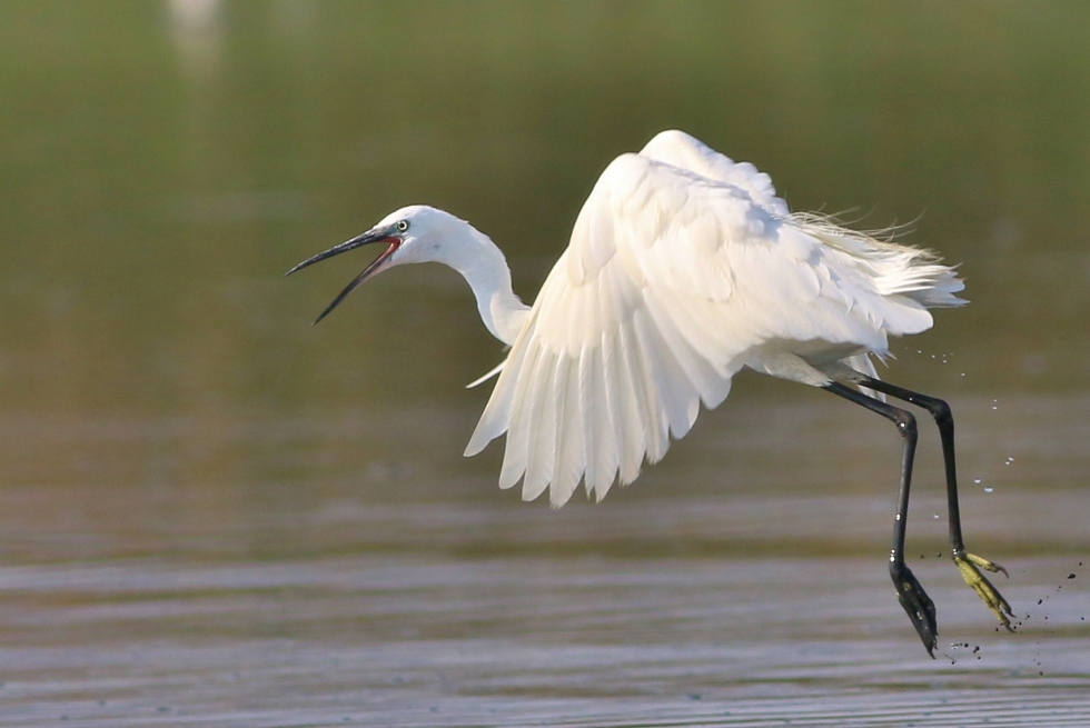 Küçük ak balıkçıl