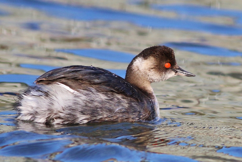 Karaboyunlu batağan