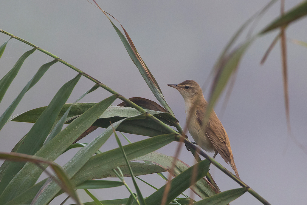 Büyük kamışçın
