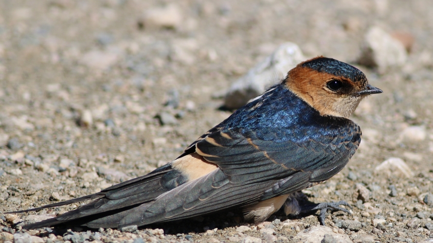 Kızıl kırlangıç