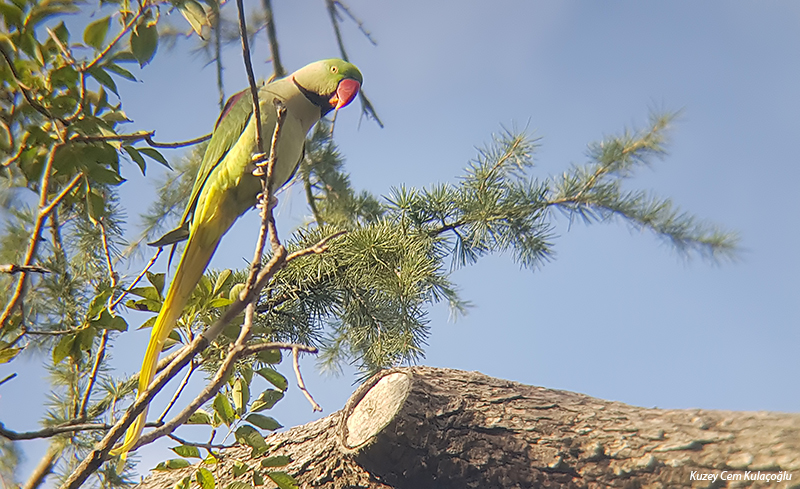 İskender papağanı